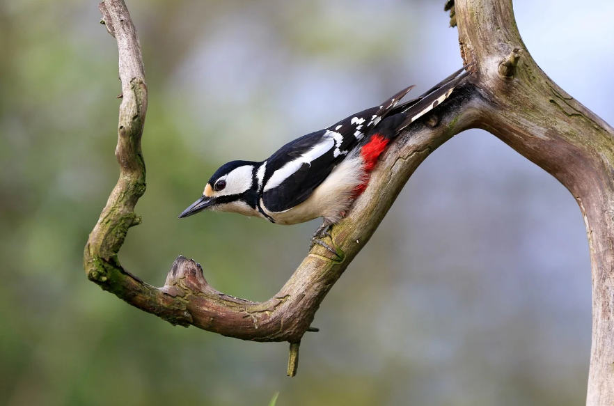 feeding birds in winter, hranjenje ptica zimi