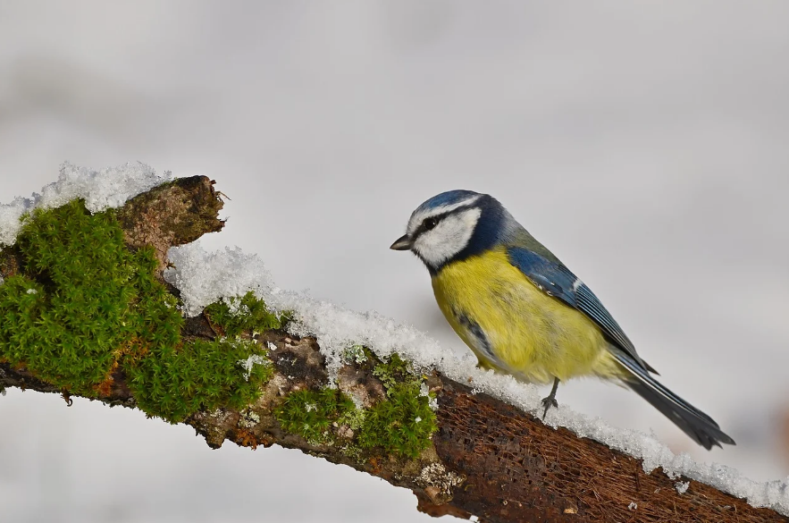 hranjenje ptica zimi, feeding Birds in Winter