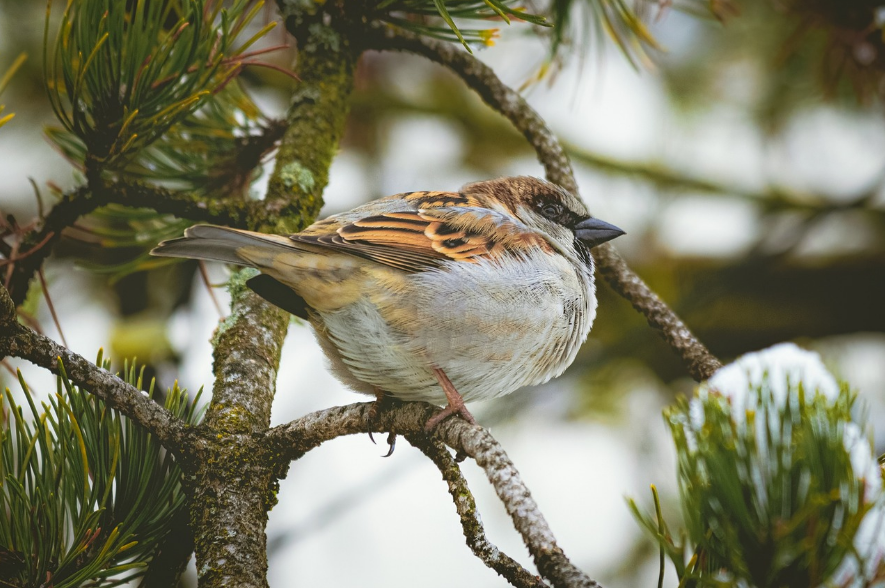 feeding birds in winter, hranjenje ptica zimi
